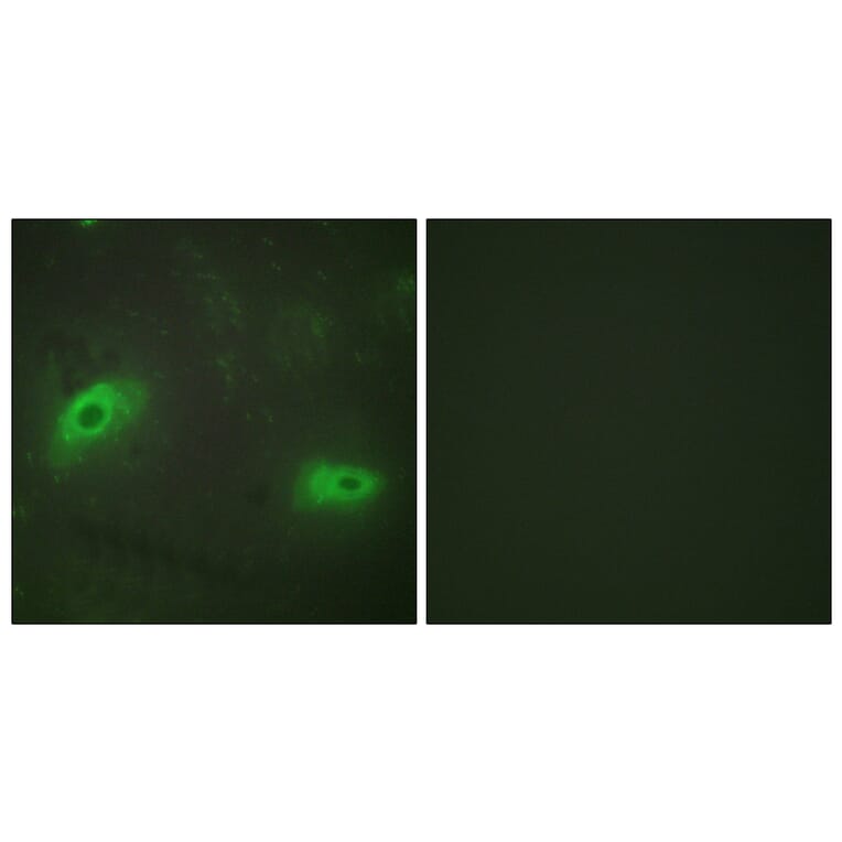 Immunofluorescence - Anti-TNFSF9 Antibody (C10600) - Antibodies.com