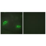 Immunofluorescence - Anti-TNFSF9 Antibody (C10600) - Antibodies.com