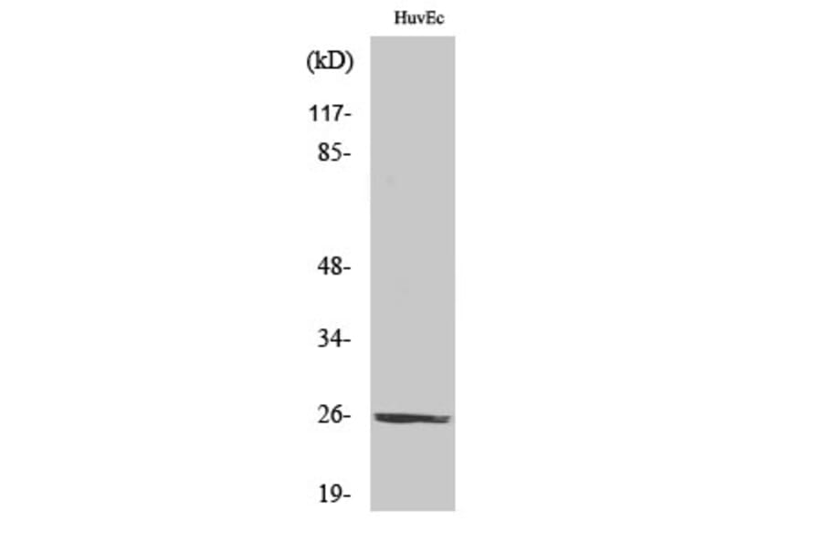 Western Blot - Anti-TNFSF9 Antibody (C10600) - Antibodies.com