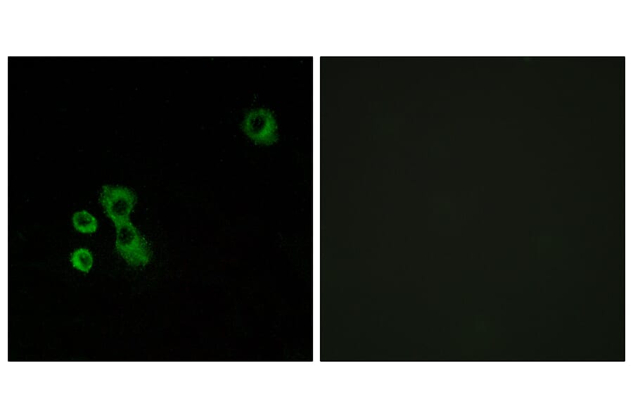 Immunofluorescence - Anti-TAS2R7 Antibody (G767) - Antibodies.com