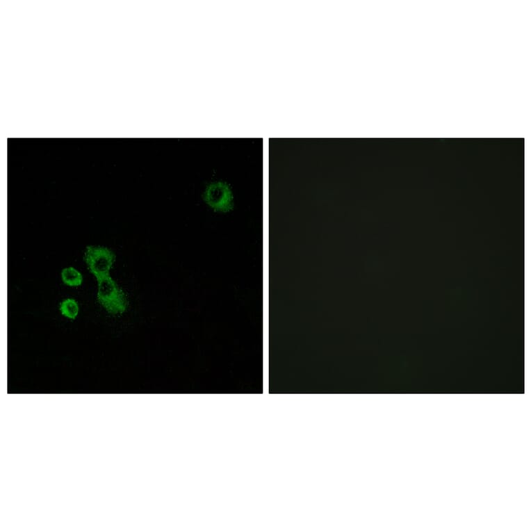 Immunofluorescence - Anti-TAS2R7 Antibody (G767) - Antibodies.com