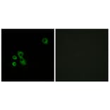 Immunofluorescence - Anti-TAS2R7 Antibody (G767) - Antibodies.com