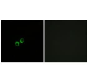 Immunofluorescence - Anti-TAS1R3 Antibody (G780) - Antibodies.com