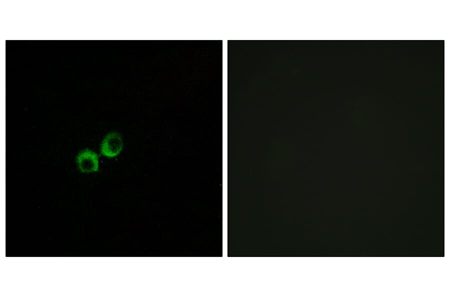 Immunofluorescence - Anti-TAS1R3 Antibody (G780) - Antibodies.com