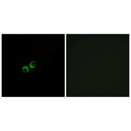 Immunofluorescence - Anti-TAS1R3 Antibody (G780) - Antibodies.com