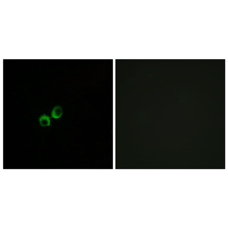 Immunofluorescence - Anti-TAS1R3 Antibody (G780) - Antibodies.com