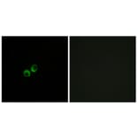 Immunofluorescence - Anti-TAS1R3 Antibody (G780) - Antibodies.com