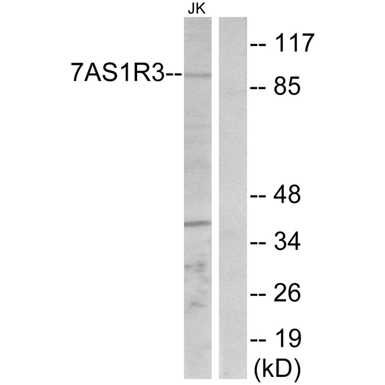 Western Blot - Anti-TAS1R3 Antibody (G780) - Antibodies.com