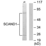 Western Blot - Anti-SCAND1 Antibody (C10759) - Antibodies.com
