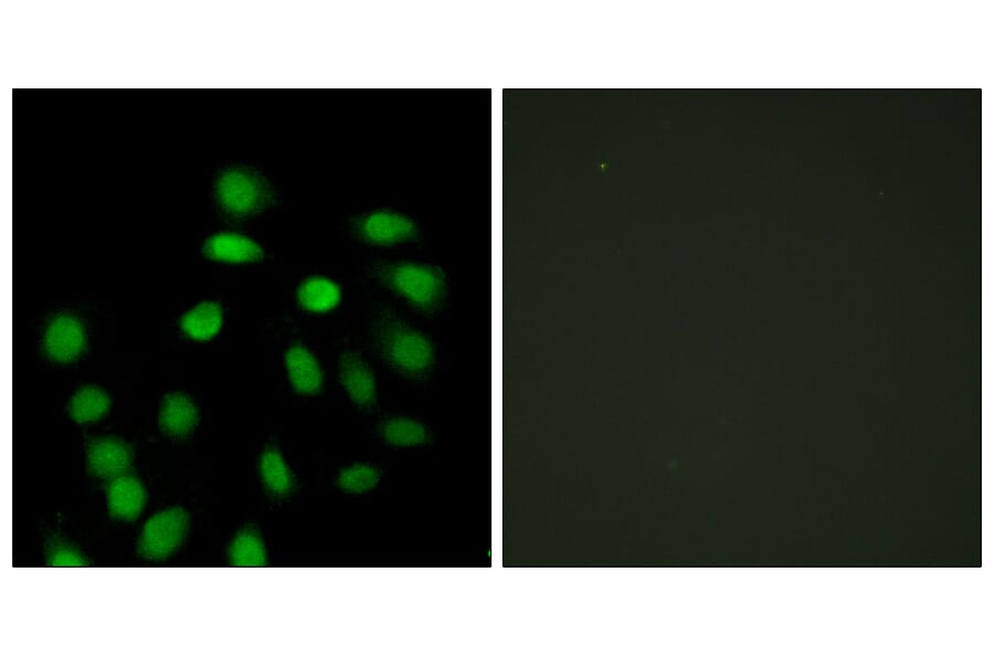 Immunofluorescence - Anti-SCAND1 Antibody (C10759) - Antibodies.com