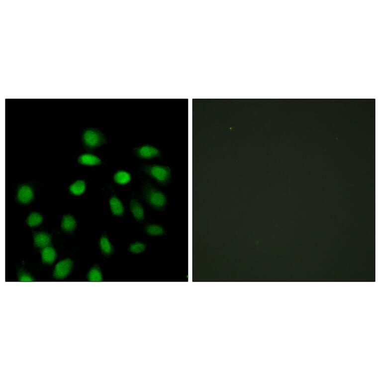 Immunofluorescence - Anti-SCAND1 Antibody (C10759) - Antibodies.com