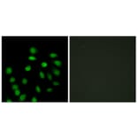 Immunofluorescence - Anti-SCAND1 Antibody (C10759) - Antibodies.com