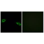 Immunofluorescence - Anti-RPS4Y1 Antibody (C14122) - Antibodies.com