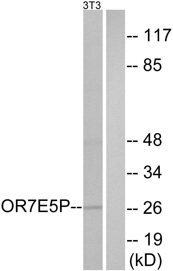 Western blot analysis of lysates from NIH/3T3 cells using Anti-OR7E5P Antibody. The right hand lane represents a negative control, where the antibody is blocked by the immunising peptide.