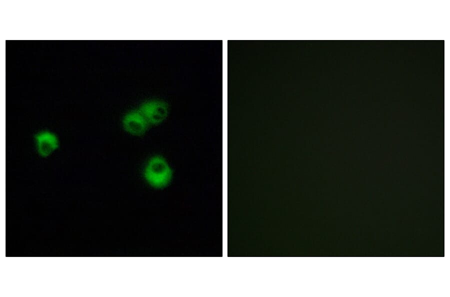 Immunofluorescence - Anti-OR7E5P Antibody (G732) - Antibodies.com
