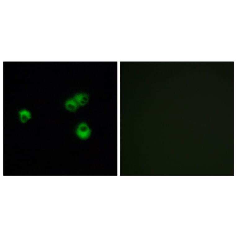 Immunofluorescence - Anti-OR7E5P Antibody (G732) - Antibodies.com
