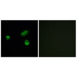 Immunofluorescence - Anti-OR7E5P Antibody (G732) - Antibodies.com