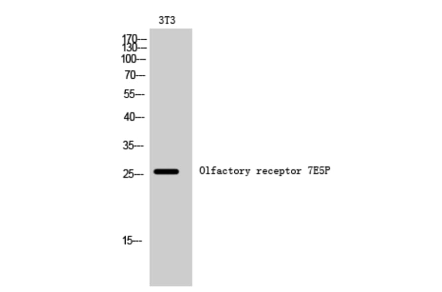 Western Blot - Anti-OR7E5P Antibody (G732) - Antibodies.com