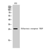 Western Blot - Anti-OR7E5P Antibody (G732) - Antibodies.com