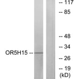 Western Blot - Anti-OR5H15 Antibody (G479) - Antibodies.com
