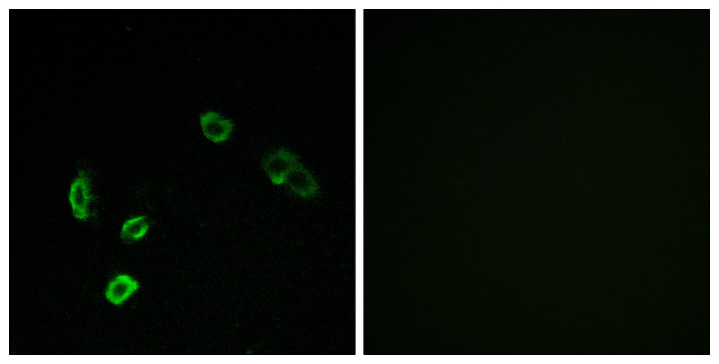 Anti-OR5H15 Antibody (A99510) | Antibodies.com