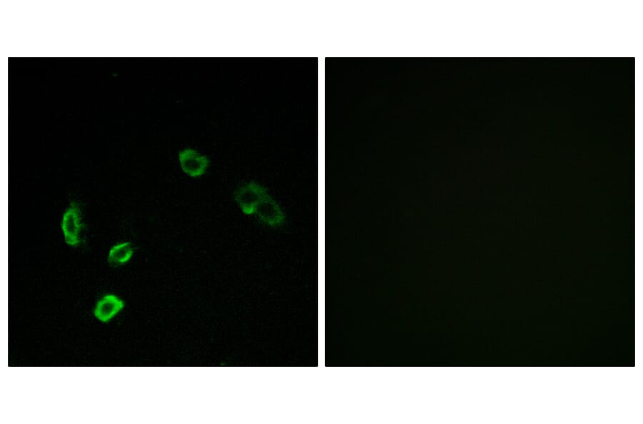 Immunofluorescence - Anti-OR5H15 Antibody (G479) - Antibodies.com