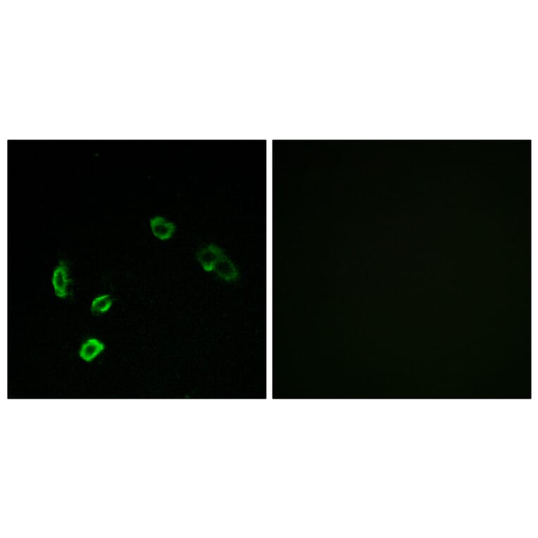 Immunofluorescence - Anti-OR5H15 Antibody (G479) - Antibodies.com