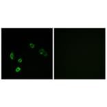 Immunofluorescence - Anti-OR5H15 Antibody (G479) - Antibodies.com