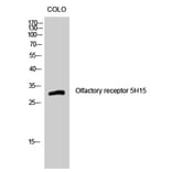 Western Blot - Anti-OR5H15 Antibody (G479) - Antibodies.com