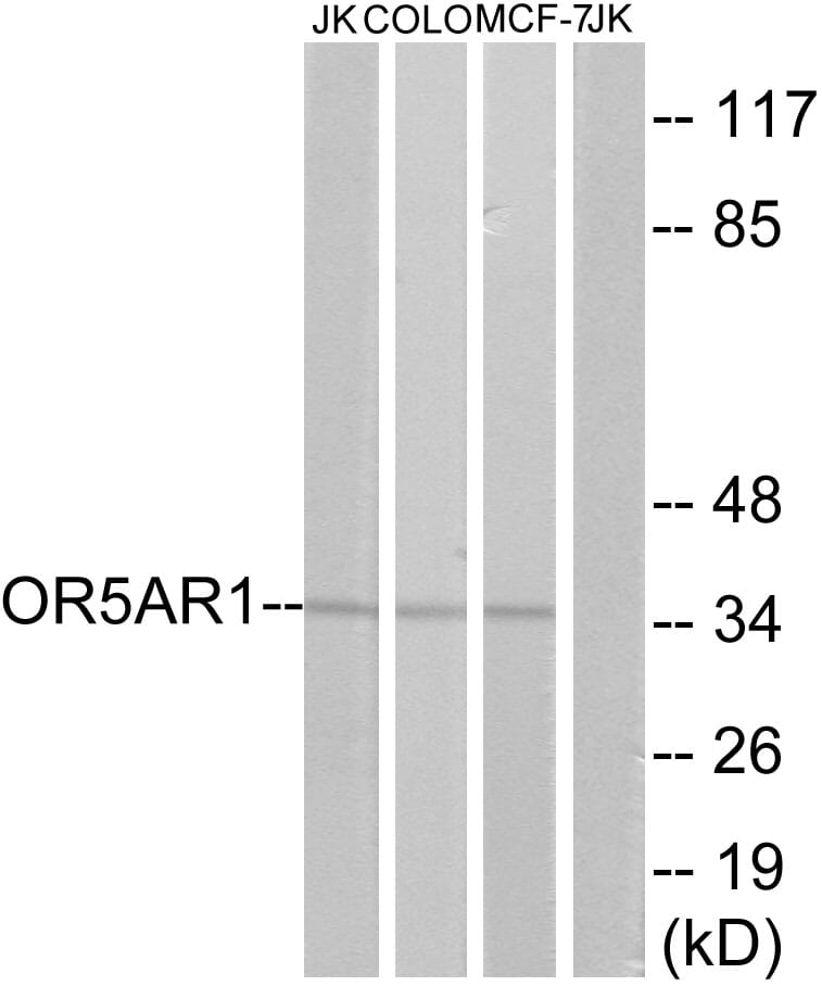 Western blot analysis of lysates from Jurkat, COLO, and MCF-7 cells using Anti-OR5AR1 Antibody. The right hand lane represents a negative control, where the antibody is blocked by the immunising peptide.