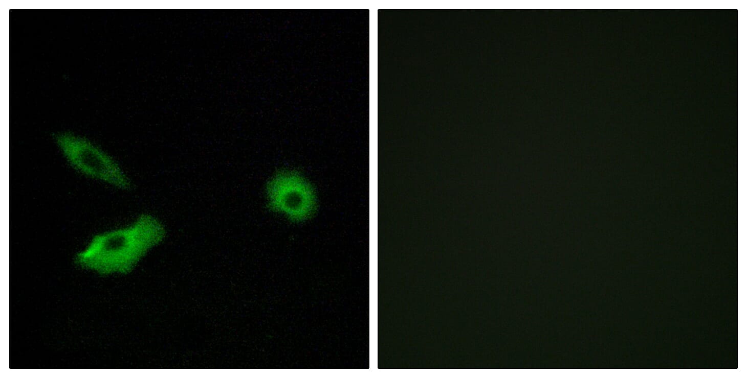 Immunofluorescence analysis of A549 cells using Anti-OR5AR1 Antibody. The right hand panel represents a negative control, where the antibody was pre-incubated with the immunising peptide.
