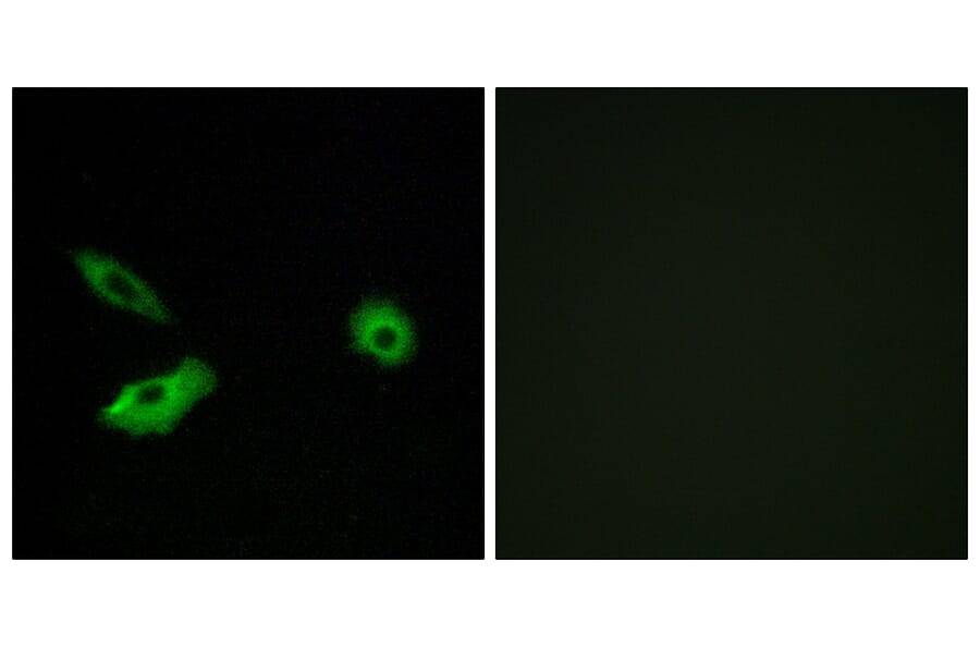 Immunofluorescence - Anti-OR5AR1 Antibody (G625) - Antibodies.com