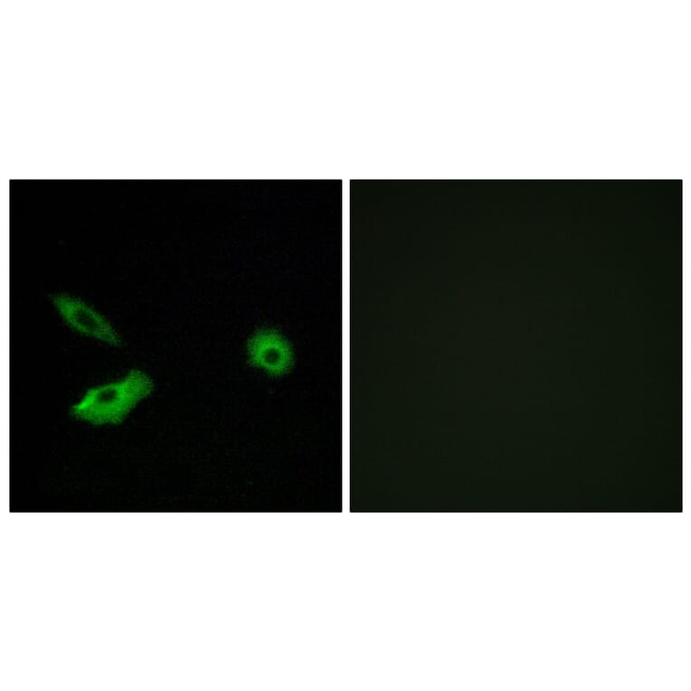 Immunofluorescence - Anti-OR5AR1 Antibody (G625) - Antibodies.com