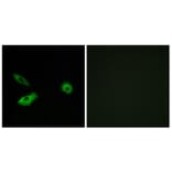 Immunofluorescence - Anti-OR5AR1 Antibody (G625) - Antibodies.com