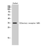 Western Blot - Anti-OR5AR1 Antibody (G625) - Antibodies.com