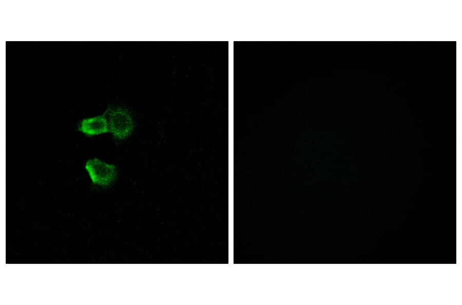 Immunofluorescence - Anti-OR56B4 Antibody (G470) - Antibodies.com