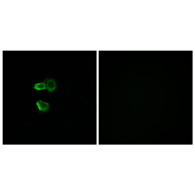 Immunofluorescence - Anti-OR56B4 Antibody (G470) - Antibodies.com