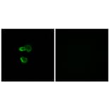 Immunofluorescence - Anti-OR56B4 Antibody (G470) - Antibodies.com