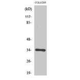 Western Blot - Anti-OR56B4 Antibody (G470) - Antibodies.com