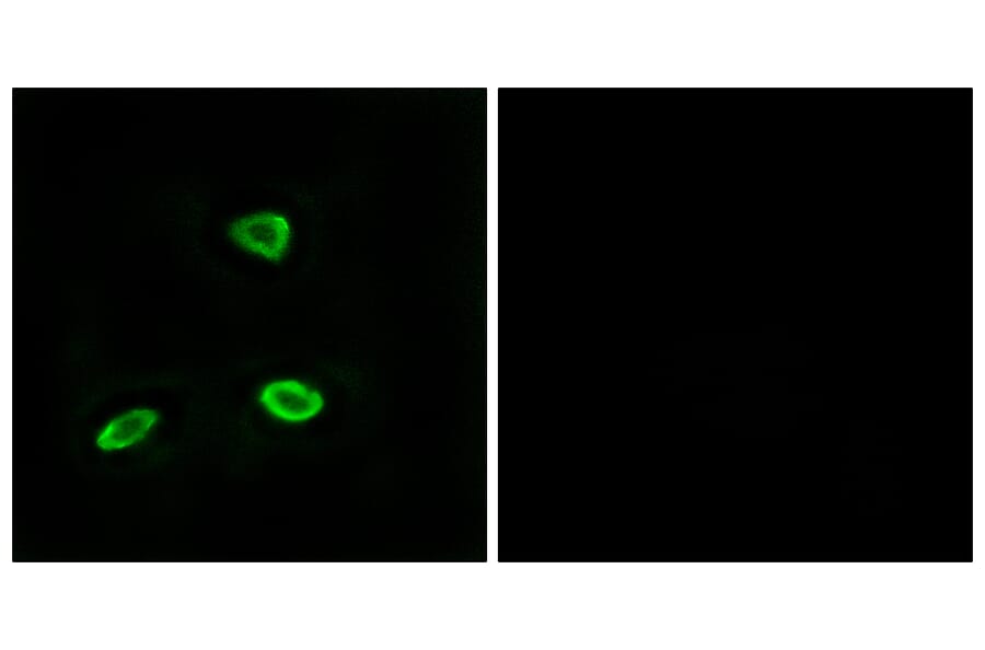 Immunofluorescence - Anti-OR52N1 Antibody (G863) - Antibodies.com