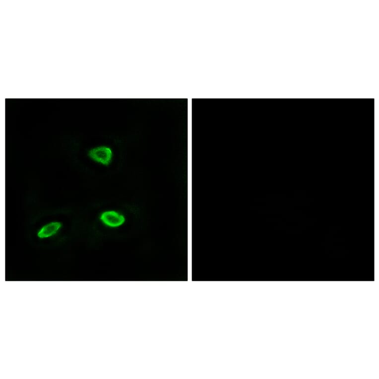Immunofluorescence - Anti-OR52N1 Antibody (G863) - Antibodies.com