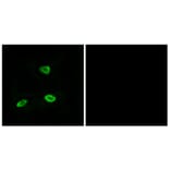 Immunofluorescence - Anti-OR52N1 Antibody (G863) - Antibodies.com