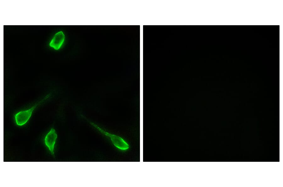 Immunofluorescence - Anti-OR52E4 Antibody (G853) - Antibodies.com