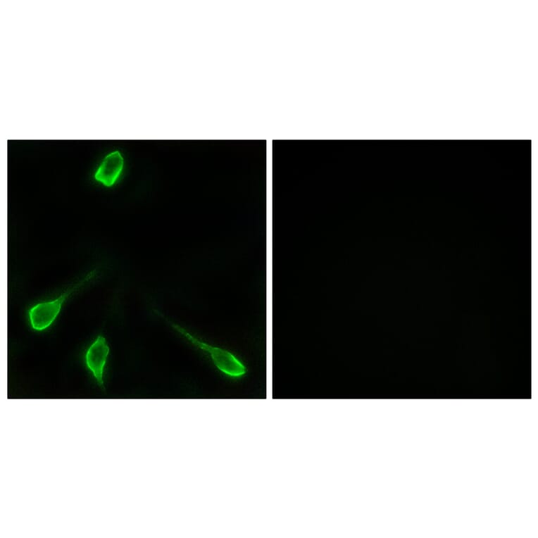 Immunofluorescence - Anti-OR52E4 Antibody (G853) - Antibodies.com