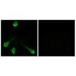 Immunofluorescence - Anti-OR52E4 Antibody (G853) - Antibodies.com