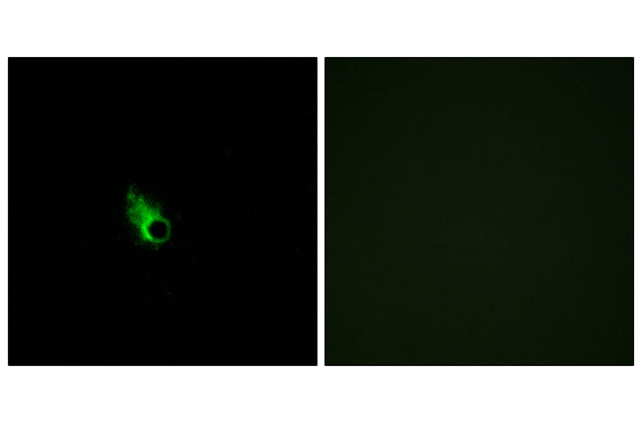 Immunofluorescence - Anti-OR52E1 Antibody (G460) - Antibodies.com