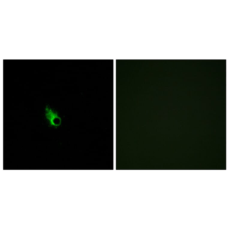 Immunofluorescence - Anti-OR52E1 Antibody (G460) - Antibodies.com