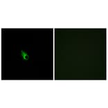 Immunofluorescence - Anti-OR52E1 Antibody (G460) - Antibodies.com