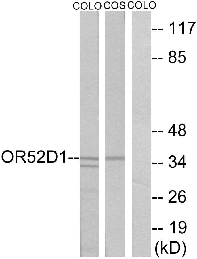 Western blot analysis of lysates from COLO and COS7 cells using Anti-OR52D1 Antibody. The right hand lane represents a negative control, where the antibody is blocked by the immunising peptide.
