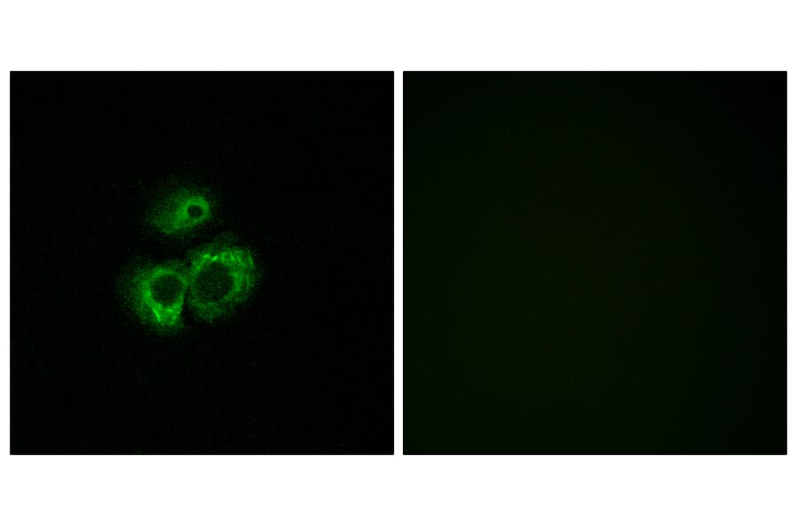Immunofluorescence - Anti-OR52D1 Antibody (G459) - Antibodies.com